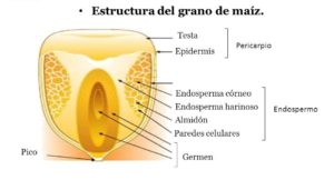 Caracter Sticas Del Ma Z Que Lo Hacen Una Planta Vers Til