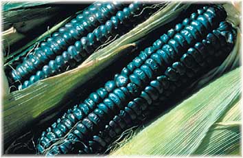 Cultivo y siembra del maíz morado