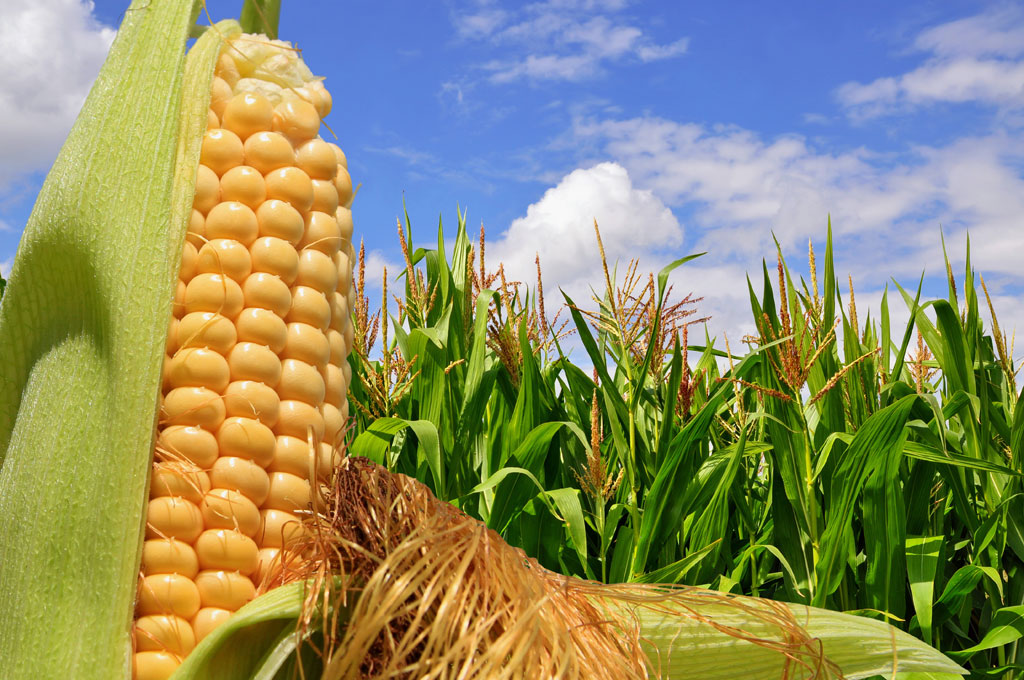 ▷ Características del maíz que lo hacen una planta versátil