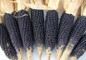 Mazorcas de maíz azul