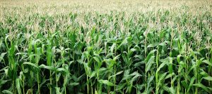 El cultivo del maíz: Técnicas - Consejos y Plagas