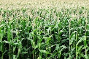 El cultivo del maíz: Técnicas - Consejos y Plagas 5