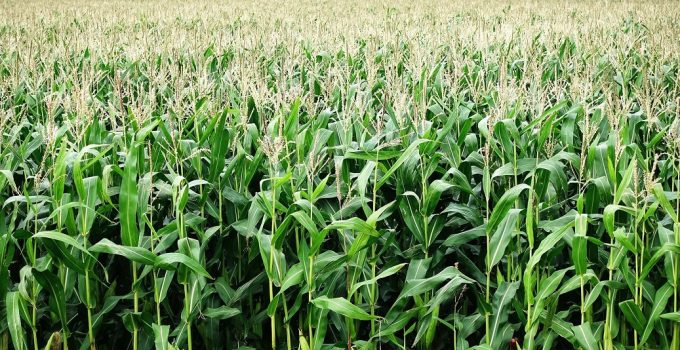 El cultivo del maíz: Técnicas - Consejos y Plagas 3